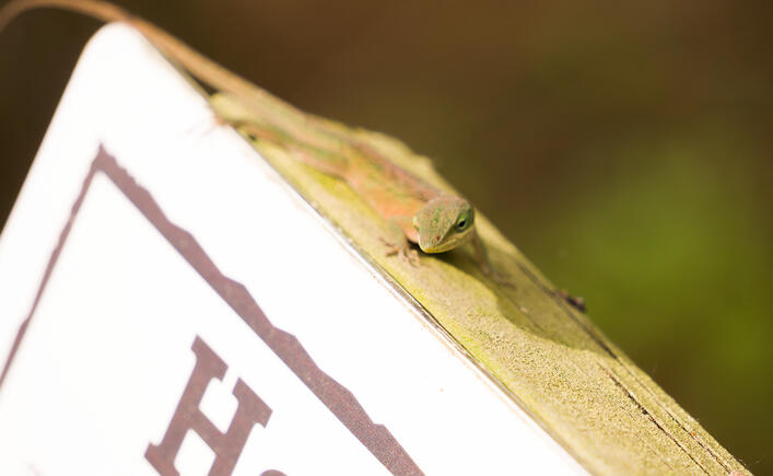 A small gecko sits atop a sign, detailed and in focus.