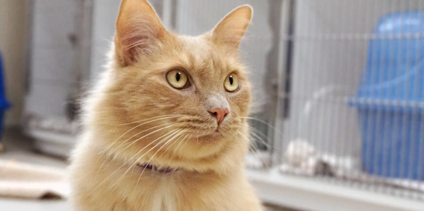 A cropped portrait of a light, golden cat at SPC's vet tech center.