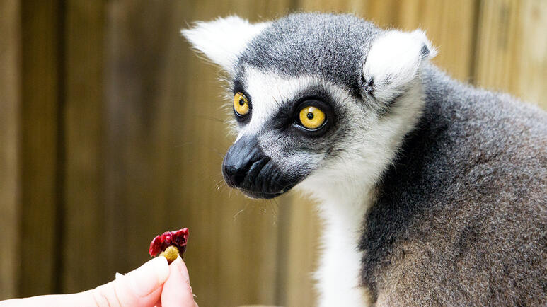 A Lemur during feeding time.